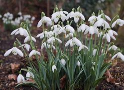 Image result for Galanthus Courteenhall