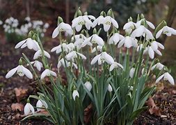 Image result for Galanthus Mother Goose