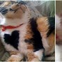Image result for Cat with Heart Markings