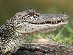Image result for sligator