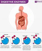 Image result for Human Body Enzymes