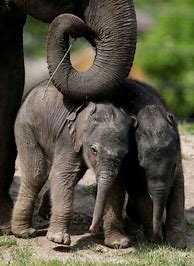 Image result for Binatang Gajah