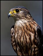 Image result for Falco columbarius