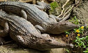 Image result for English Crocodiles