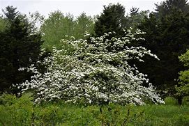 Image result for Cornus Ruth Ellen