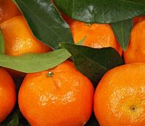 Image result for Mandarin Oranges
