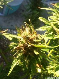 Image result for Brown Cannabis Buds