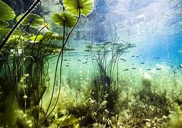 Image result for Underwater Ecosystem
