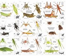 Image result for Grasshopper and Cricket Drawing