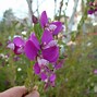 Image result for Polygala Dolomite