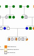 Image result for Pedigree Chart Traits