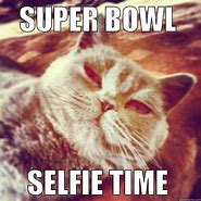 Image result for Cat Meme Monday After Super Bowl