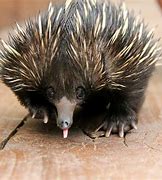 Image result for Echidna Tongue