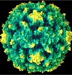 Image result for Polio Serotypes