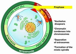 Image result for Chromatin Cell Cycle