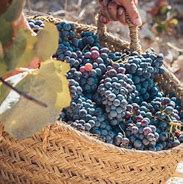 Image result for 96 West Tempranillo