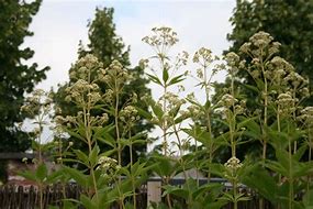 Image result for Eupatorium maculatum Album