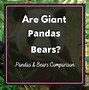 Image result for Fat Panda Bear