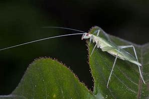 Image result for "snowy-tree-cricket"