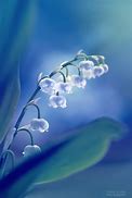 Image result for Blue Lily of the Valley