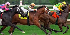 Image result for Free Horse Racing Tips Australia