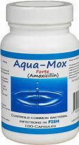 Image result for Fish Mox Amoxicillin