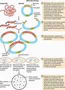Image result for Bacterial Transformation with pGLO Plasmid