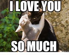 Image result for Cat Meme Just Because I Love You