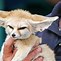 Image result for Fox Like Animals