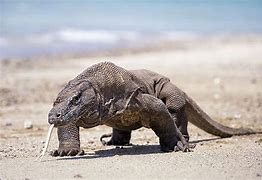 Image result for Types of Big Lizards
