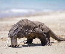 Image result for What Is the Biggest Type of Lizard