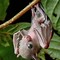 Image result for Fat Cute Baby Bats