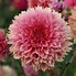 Image result for Dahlia Orange Fubuki