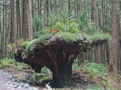 Image result for Bouy Upside Down in Tree