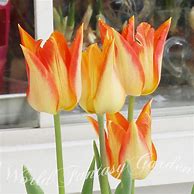 Image result for Tulipa Je taime