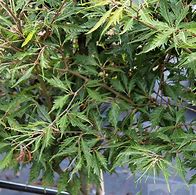 Image result for Fagus sylvatica Asplenifolia