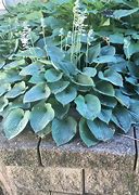 Image result for Hosta Baby Bunting