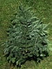 Image result for "polymixia Nobilis". Size: 75 x 100. Source: planteshopping.dk