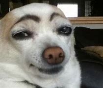 Image result for Weiner Dog Eyebrow Meme