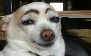 Image result for Funny Dog Eyebrows