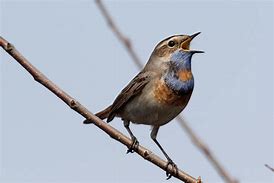 Image result for Birds That Chirp Pennsylvania
