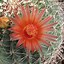 Image result for Arizona Barrel Cactus