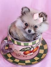 Image result for Teacup Pomeranian