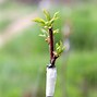 Image result for Cleft Grafting Fruit Trees