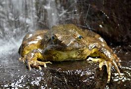 Image result for Biggest Frog Ever