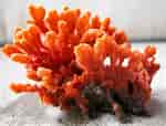 Image result for "clathria Coralloides". Size: 150 x 114. Source: www.exoticsguide.org