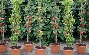 Image result for Container Apple Trees