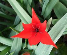 Image result for Tulipa Fusilier