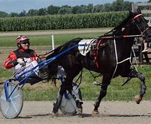 Image result for Harness Horse Racing