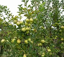 Image result for Golden Delicious Apple Tree